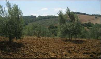 QUERCIALTA, FARM