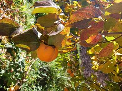 Villa in Sabina Along the St. Francis Way